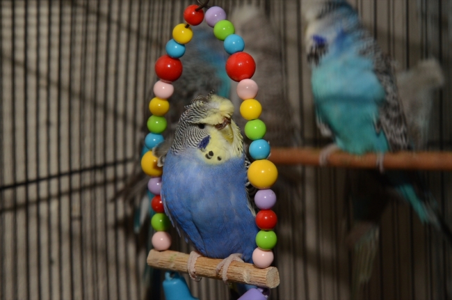 Evinin salonunda 60 muhabbet kuşu besliyor